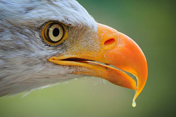 Close-up of a majestic eagle (Aquila chrysaetos) with a sharp beak.