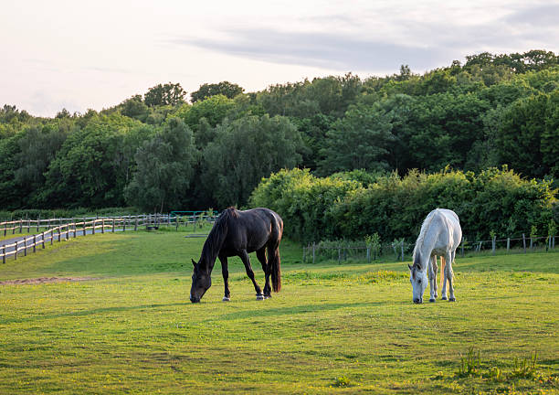 istock dark and white horse in british summer paddock in warm evening light 2231990931