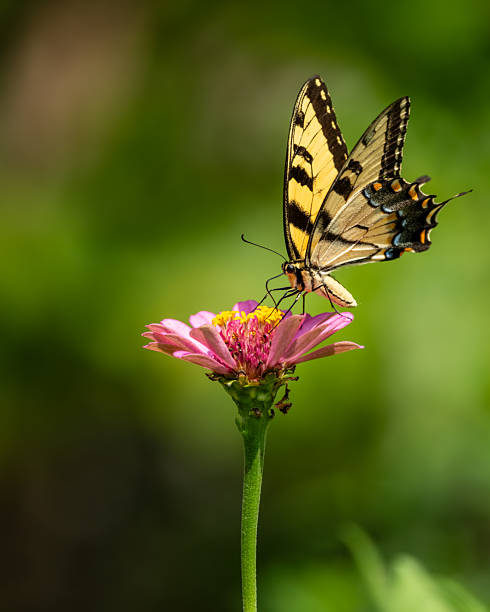 istock An male Eastern Tiger Swallowtail butterfly feeding on a flower 2231991007
