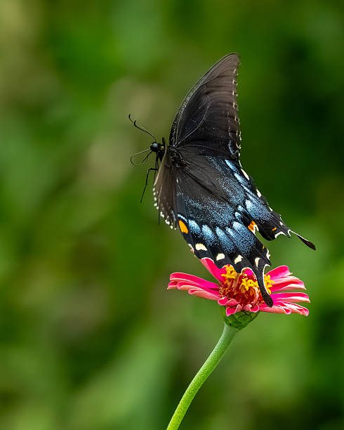 istock A pipevine butterfly feeding on a pink zinnia 2231991077