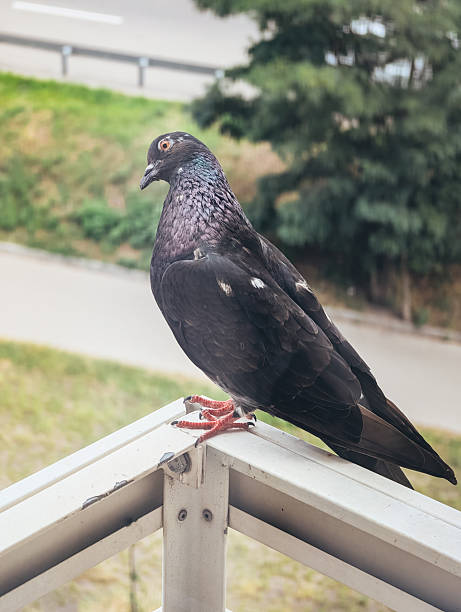 istock Black pigeon perched on balcony railing, urban setting. Bird observing surroundings 2231991361