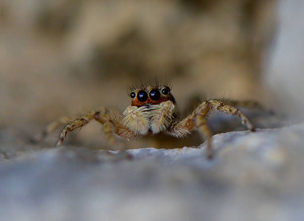 istock Mediterranean Jumping Spider Photo 2231992285