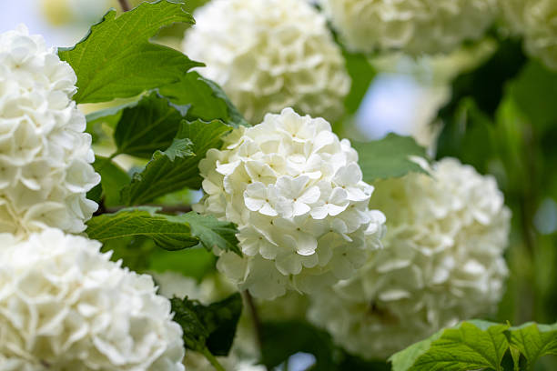 istock White snowball flowers or guelder rose (Viburnum opulus) in spring. 2231995657