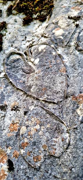 istock Hearts in Stone - Fossil 2232001284