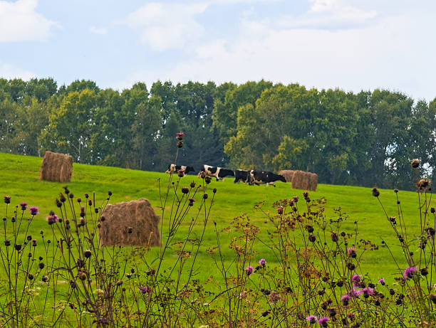 Rows of hay bales on rural Montana ranch land in northwestern USA.