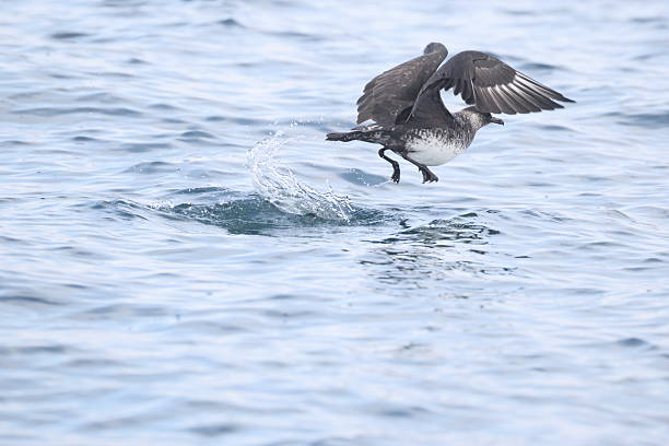 istock Pomarine jaeger (Stercorarius pomarinus) in Japan 2232003237