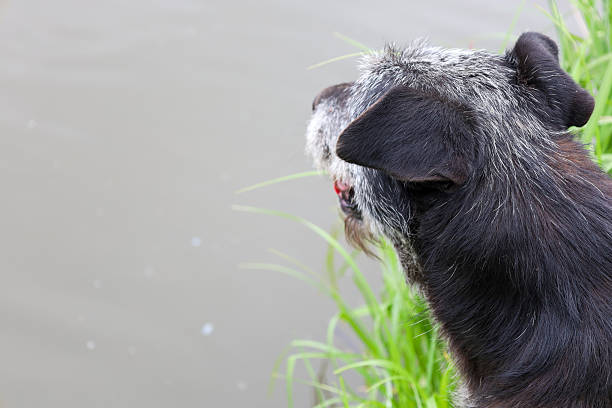 A side view of a black shaggy dog with a gray muzzle, intently looking at the water's surface. The photo conveys a sense of calm and focus, highlighting the animal's connection with nature.