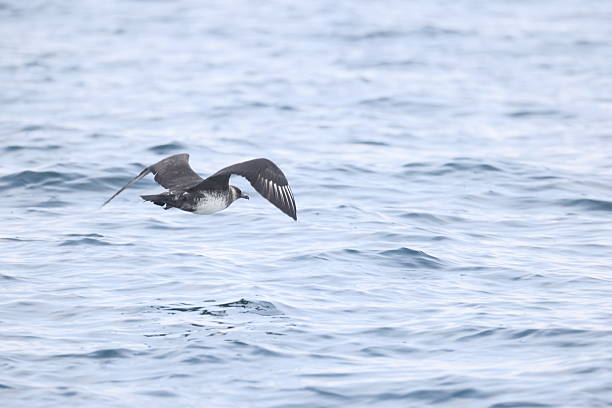 istock Pomarine jaeger (Stercorarius pomarinus) in Japan 2232003922