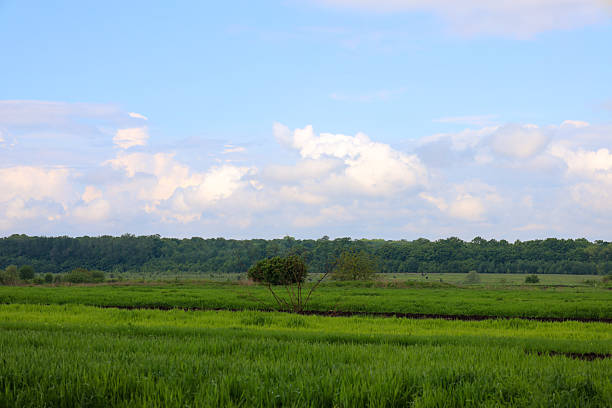 istock Endless green fields stretch out under a clear blue sky with fluffy white clouds. A strip of forest is visible on the horizon, adding depth to this calm and tranquil rural landscape. 2232004005