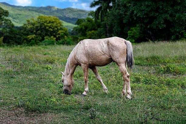 A lone horse grazing in a lush green meadow with hills and trees in the background under a clear blue sky.