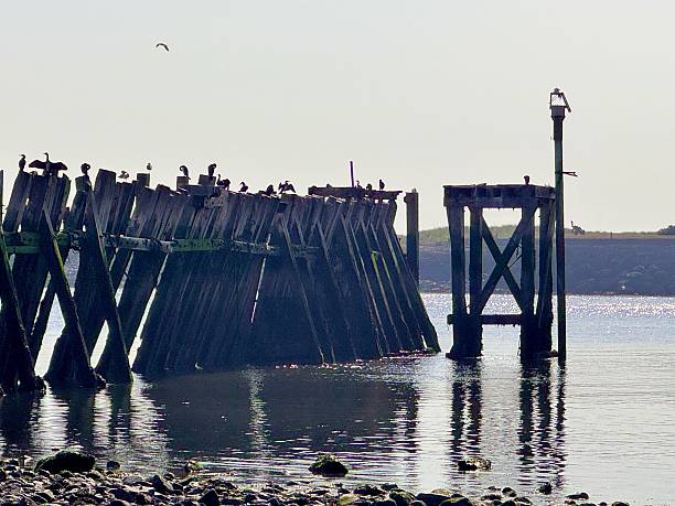 Cormorants and seagulls perched on a disused and abandoned pier at North Shields