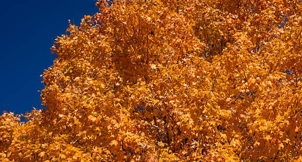 istock Autumn foliage background. Autumn fall leaves of maple trees. Autumnal fall tree in sunlight. Natural autumn background. Autumnal background. Golden maple branches. Natures autumn palette. 2232004805