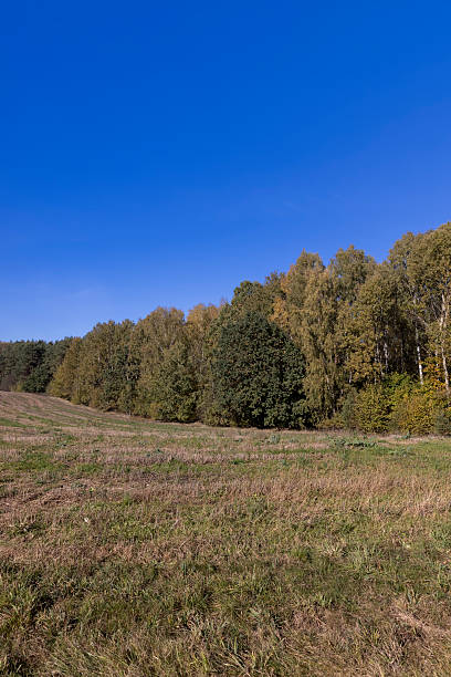 istock a field with dry, yellowing vegetation and a mixed forest during fall foliage, an autumn landscape in a field with trees in a forest during changes in nature 2232004995