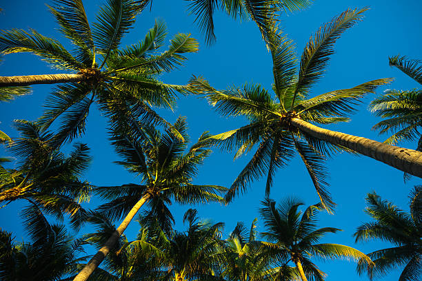 istock Tropical vacation scene. Green tropical palm texture. Palms leaf pattern. Nature tropical landscape. Summer background. Palm tree on blue sky. Tropical paradise. Exotic palm nature background. 2232005523