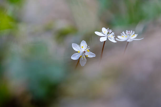 istock Anemonoides triloba Flowers in Soft Focus 2232005743