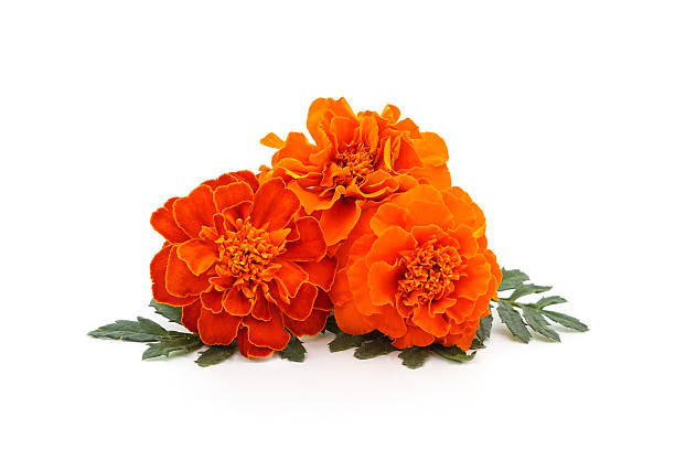 istock Bouquet of marigolds. 2232009150