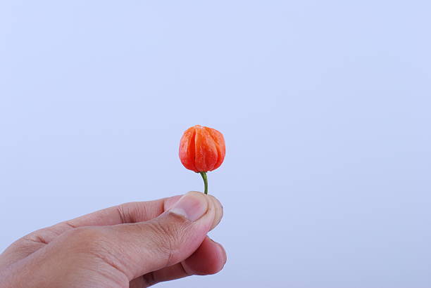 istock habanero peppers on white background 2232010707