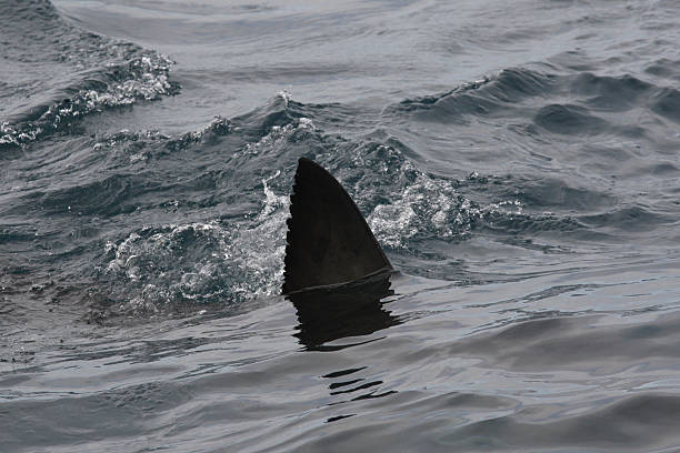 istock great white shark, Carcharodon carcharias, Neptune Islands, South Australia 2232013054