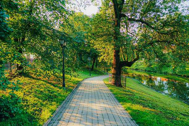 Nature background of dreamy, fairy tale and beautiful jungle forest pedestrian footpath alley way place for walking in tunnel of old oak green trees light up with sun rays trough grass at sunset on spring day