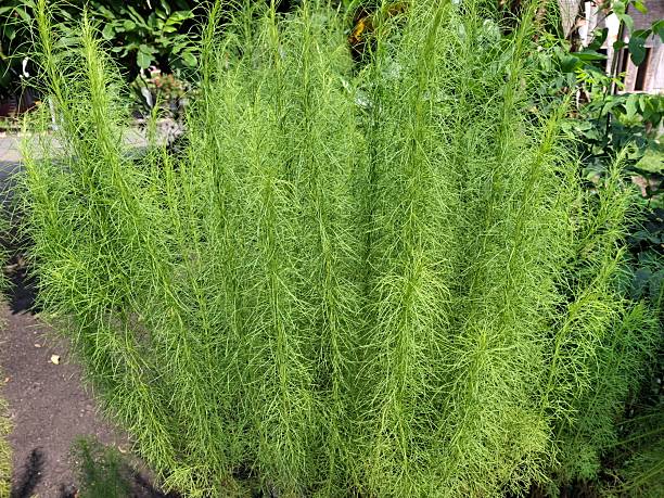 istock Eupatorium capillifolium, commonly called dog fennel, is a somewhat herbaceous North American perennial herb, usually growing upright and slender to 90-180 cm tall and up to 90 cm wide. 2232014543