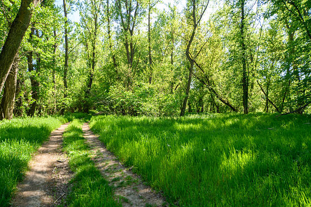 A beautiful spring scene in the forest, with a dirt road and bright sunlight shining through the leaves of the trees onto the grass.