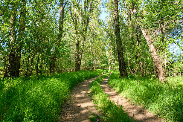 istock A beautiful spring scene in the forest, with a dirt road and bright sunlight shining through the leaves of the trees onto the grass. 2232019979