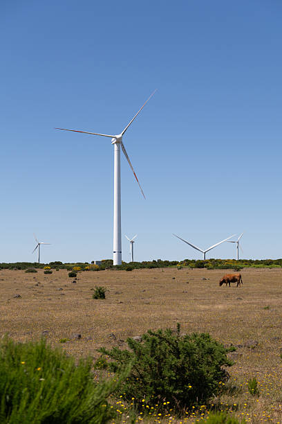 istock Two cows resting beneath wind turbines in dry countryside field 2232021896
