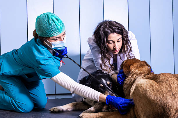 istock Veterinarians examining dogs in clinic 2232023835
