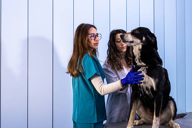 Two young female veterinarians examining a dog on a table in a modern veterinary clinic