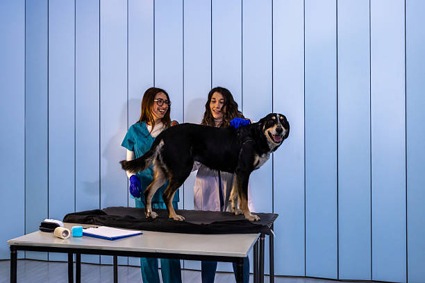 Two smiling veterinarians examining a happy dog on a table in a modern clinic