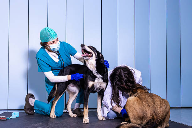 istock Veterinarians examining dogs in a clinic 2232024577