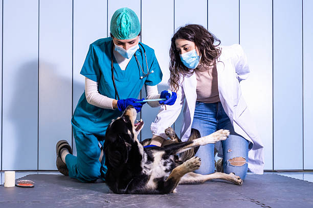 istock Veterinarians examining a dog in a clinic 2232024649