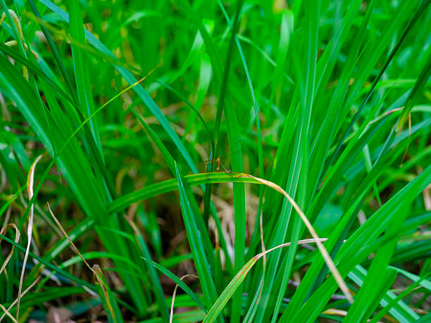mosquito in natural habitat