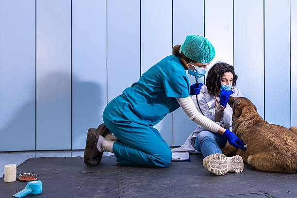 istock Veterinarians examining a dog in a clinic 2232024668