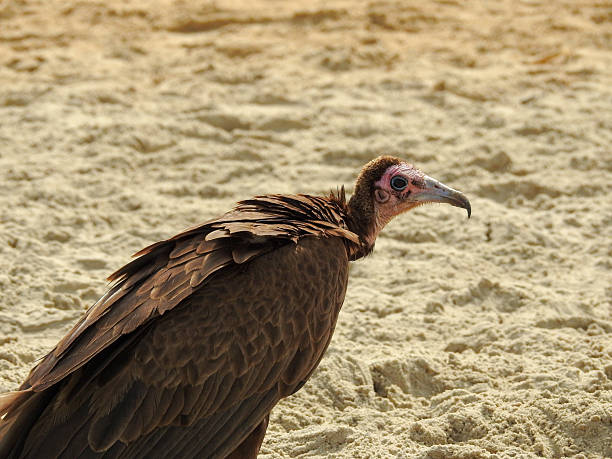 Close-up of a vulture in zoo, green background