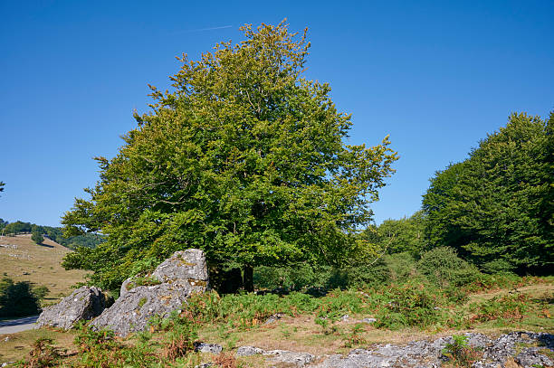 istock Nice tree in the Sierra de Urbasa 2232028187