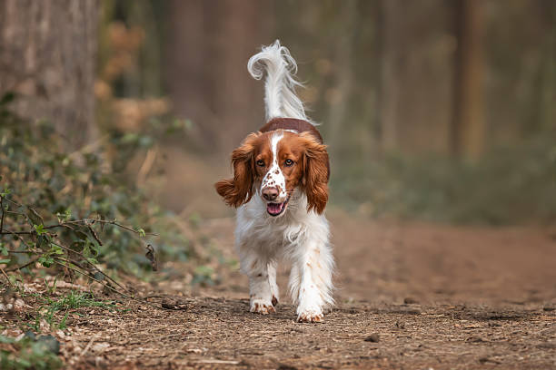 istock Welsh Springer Spaniel in Virginia Water in Windsor Great Park in Berkshire 2232029662