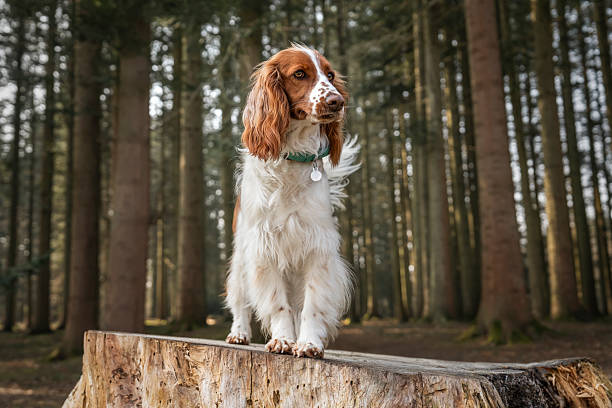 istock Welsh Springer Spaniel in Virginia Water in Windsor Great Park in Berkshire sitting on a tree stump looking right 2232029694
