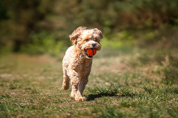 istock Cute Cavapoo in the forest in Ascot near Windsor Great Park running with a ball 2232029773