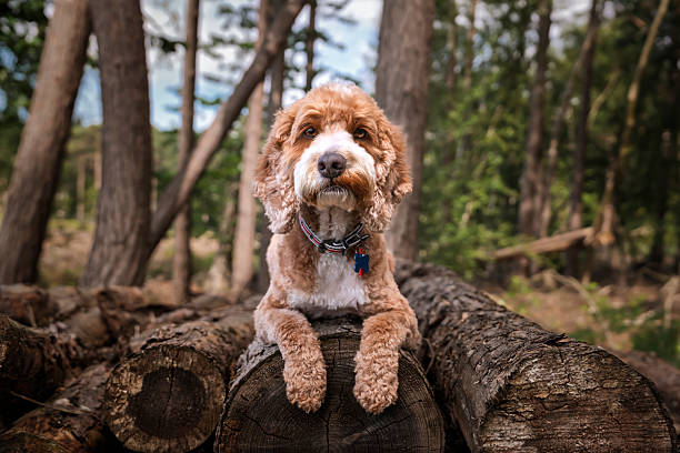 istock Apricot Cockapoo in the forest in Ascot up high on a stack of tree logs 2232030500