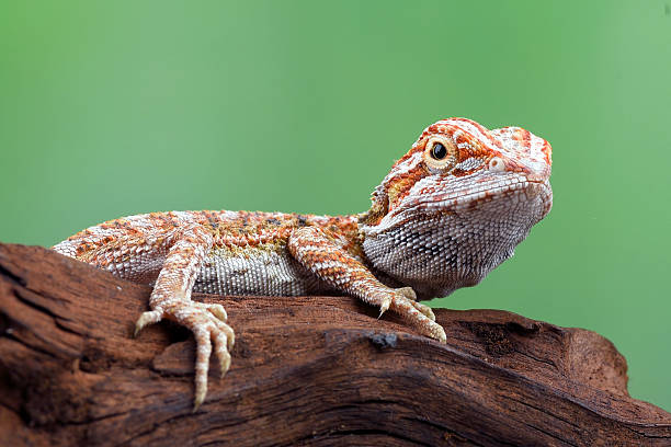 Bearded dragon on the rock