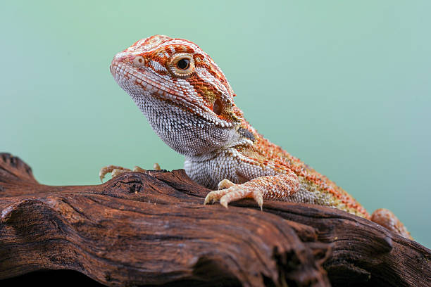 istock Bearded dragon on the rock 2232031130