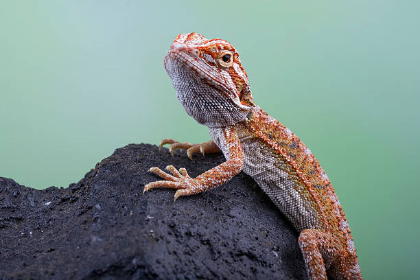 Bearded dragon on the rock