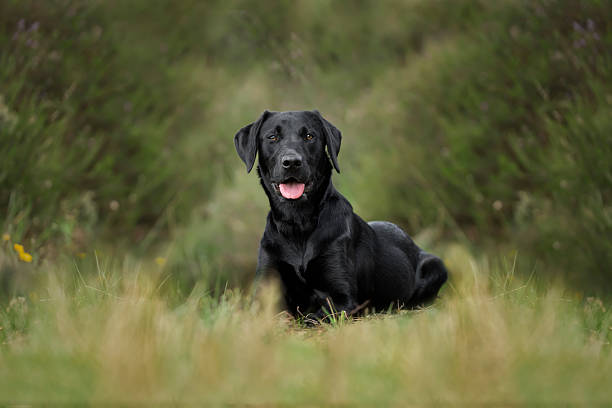 istock Black Labrador laying on the ground with a fine art edit looking at the camera with grass around 2232031183