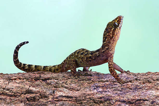 The muria rock gecko on a tree log