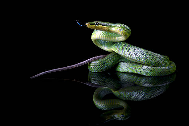istock The red-tailed racer on a black background 2232031195