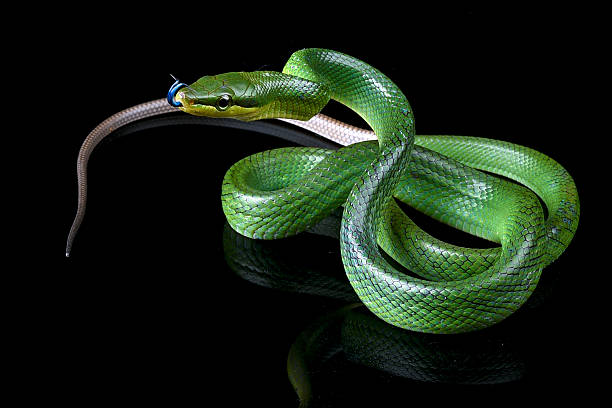 istock The red-tailed racer on a black background 2232031203