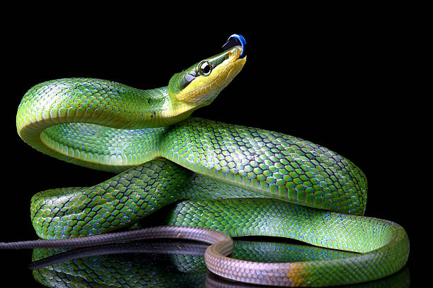 istock The red-tailed racer on a black background 2232031231