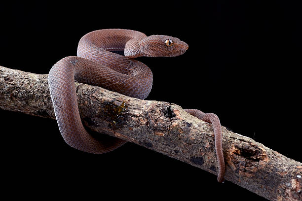 istock A snake on a branch with a black background 2232031266