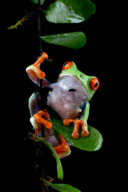 istock A green frog with red eyes sits on a branch. 2232031270